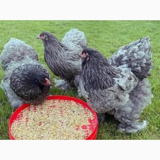 Інкубаційне яйце. Курчата. Кохінхін фарфоровий, золото, блакитний
