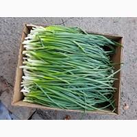 Продам зелену цибулю