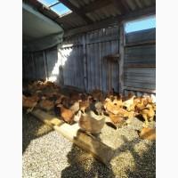 Курчата підрощені