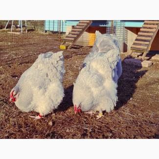 Інкубаційне яйце та курчата. Орпінгтон лаванда, лимон, кукушечний. Птиця