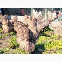 Інкубаційне яйце та курчата. Орпінгтон лаванда, лимон, кукушечний. Птиця