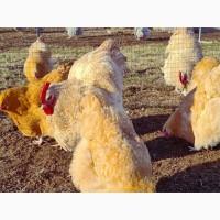 Інкубаційне яйце та курчата. Орпінгтон лаванда, лимон, кукушечний. Птиця