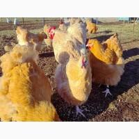 Інкубаційне яйце та курчата. Орпінгтон лаванда, лимон, кукушечний. Птиця