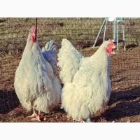 Інкубаційне яйце та курчата. Орпінгтон лаванда, лимон, кукушечний. Птиця