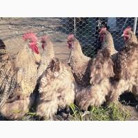 Інкубаційне яйце та курчата. Орпінгтон лаванда, лимон, кукушечний. Птиця