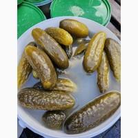 Огурцы соленые - продам оптом