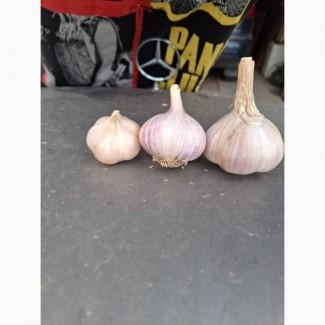 Продам озимый чеснок Любаша