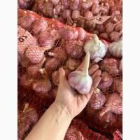 Продам озимий часник сорту Ірен