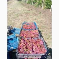 Продам столовый виноград