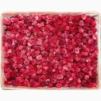 Куплю малину свіжу та заморожену - 90/10, 80/20, грис. Опт від 10 тонн