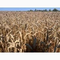 Продаємо Пшеницю 3-клас