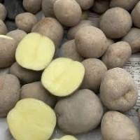 Насіннєва картопля Рів’єра, Коломбо та Арізона для господарств Київщини