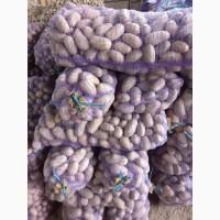 Продам товарну картоплю, сорт Королева Анна