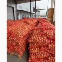 ЦИБУЛЯ- Найвищий гатунок