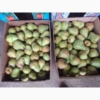 Продам грушу сорт Ноябрьська