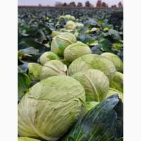 Капуста на переробку з трипсом, є об‘єм