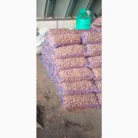 Продам посадкову картоплю сорт Бела роса, Есмі