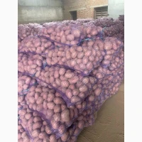 Продам продовольчу картоплю, вирощену на піщаному грунті