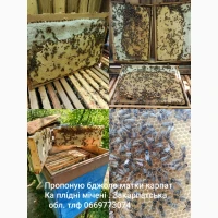 Продам бджолопакети карпатських бджіл