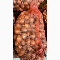 Продам цибулю