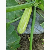 Продам кабачок