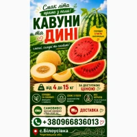 Продаж кавунів та динь. Оптом з поля