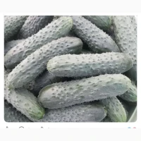 Продам Органічний огірок