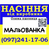 Насіння пшениці (озимої), сорт Мальованка (еліта) 2026 року від виробника