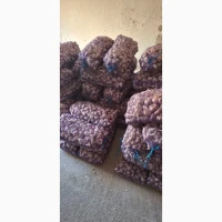 Куплю часник сорт Любаша