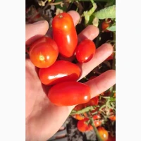 Продам помидорчик пальчик, сладкий, качество