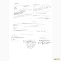 Продам насіння гірчиці, сорт Ослава. Еліта.
