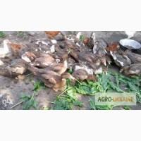 Продам утят мускусной красной утки возраст от месяца