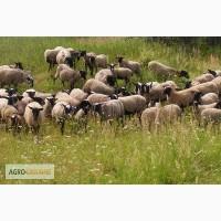 Продам баранів чисто романівської породи