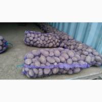 Продам товарный картофель, пикасо
