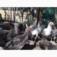 Продам подрощенных индюков