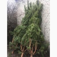 Продам новогоднюю живую сосну