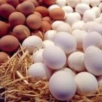 Продам домашние куриные яйца