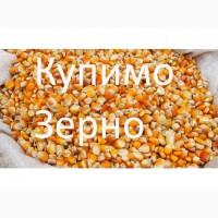 Беремо кукурудзу постійно