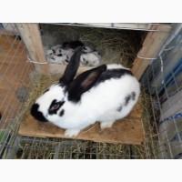 Продаж німецьких строкачів