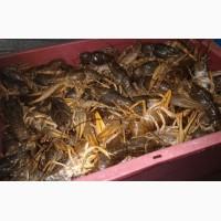 Продам. Раки речные опт