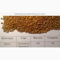 Сорт проса Полтавское (золотистое) 1репродукция