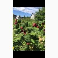 Продам саженцы ремонтатной малины сорт полка