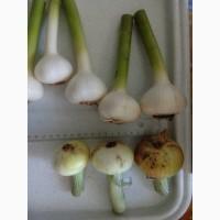 Продам цибулю з поля