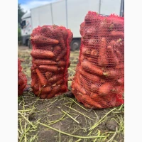 Продам морковь Каскад