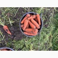 Продам морковь Каскад