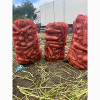 Продам морковь Каскад