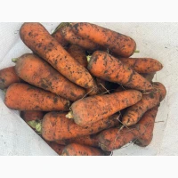 Продам морковь Каскад