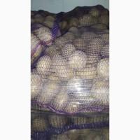 Продам товарный картофель, 200т