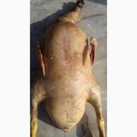 Продам домашных уток на мясо жывим или тушками