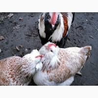 ПРОДАЕМ ИНКУБАЦИОННОЕ ЯЙЦО, яйца Фавероль, (лососевый), чистокровные